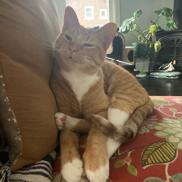 Meet your Posher, Ruby - Picture 10 of 12